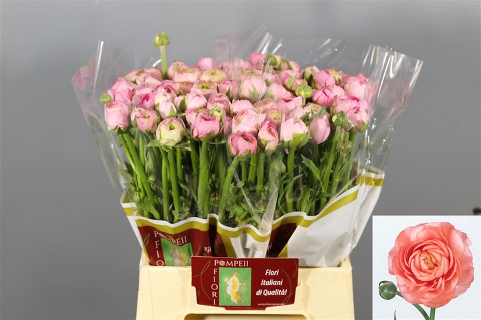 <h4>Ranunculus Elegance Hot Pink</h4>