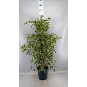 Ficus benja. 'Twilight'