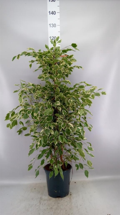 <h4>Ficus benja. 'Twilight'</h4>