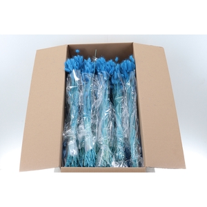 Lagurus Blauw 100gr