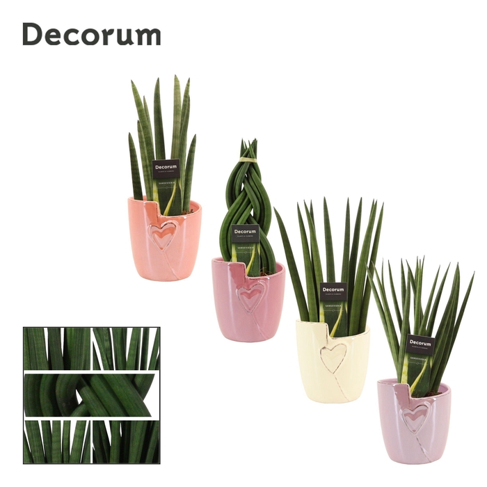 <h4>Sansevieria Cylindrica 12 cm Mix in Joa (Special moods -collect)</h4>