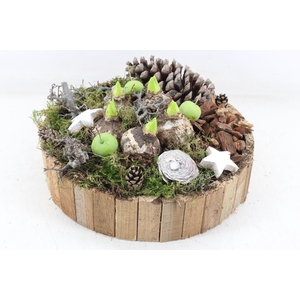 arr4 Hyacint MB - Bruin latjes rond  L