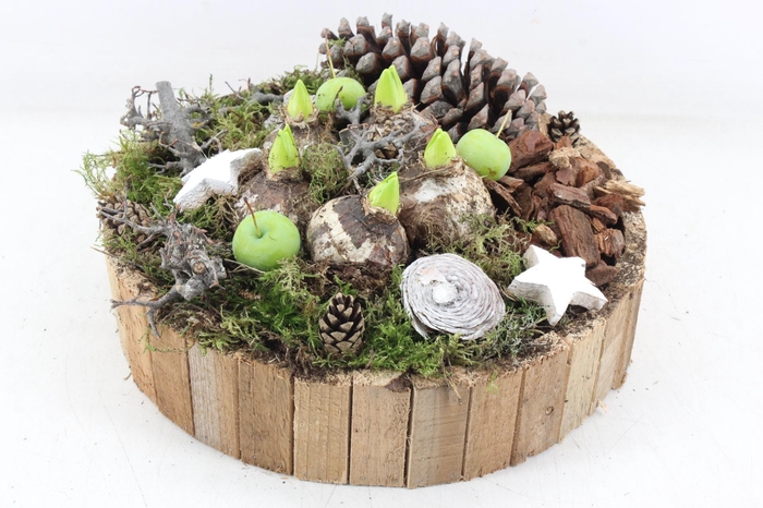 <h4>arr4 Hyacint MB - Bruin latjes rond  L</h4>