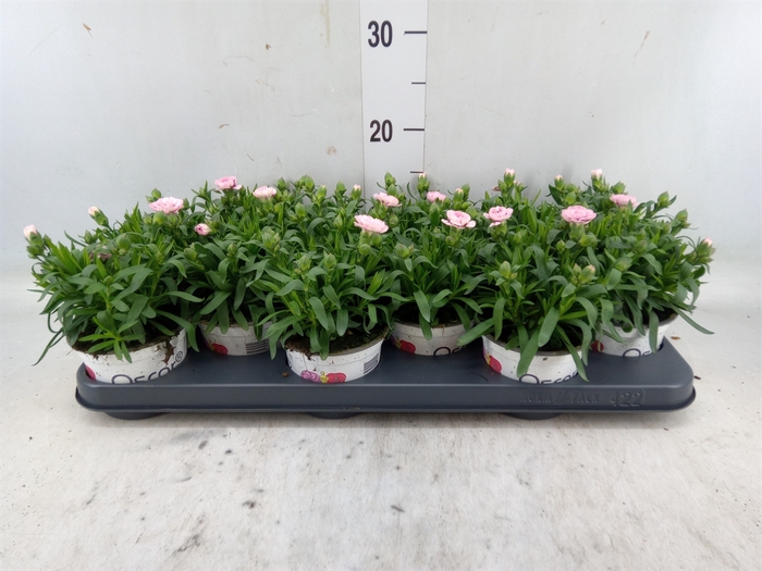 <h4>Dianthus  'Oscar Purple Star'</h4>