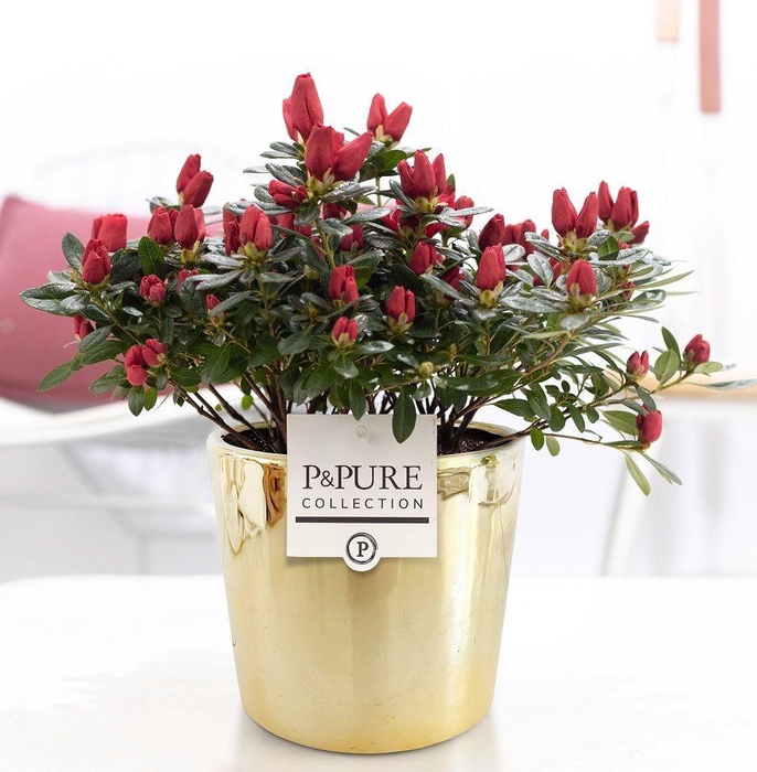 <h4>1st class Azalea red in P&PURE Laryssa ceramics shiny gold</h4>
