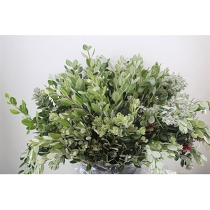 Pittosp Ralphi Leaves 400gr P Bunch