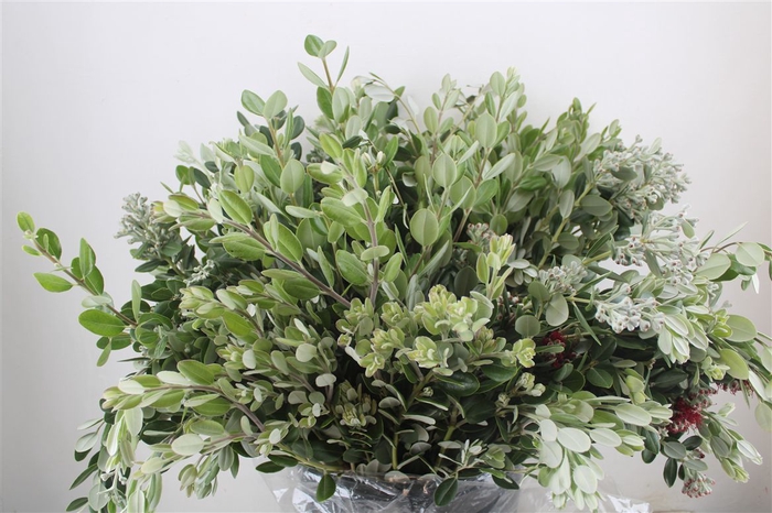 <h4>Pittosp Ralphi Leaves 400gr P Bunch</h4>