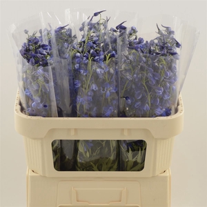 Delphinium Enkel Deldonna Blue