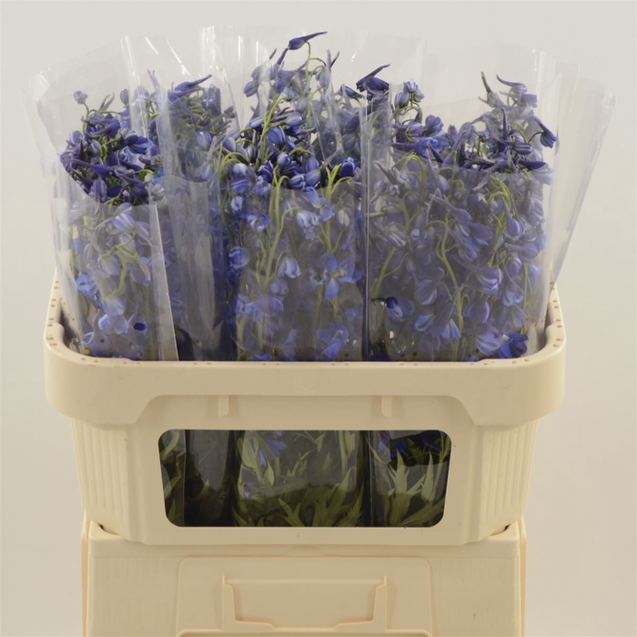 <h4>Delphinium enkel Deldonna Blue</h4>