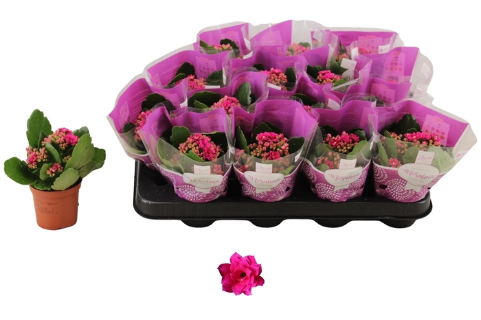 <h4>KAL GE DON VICTORIO</h4>