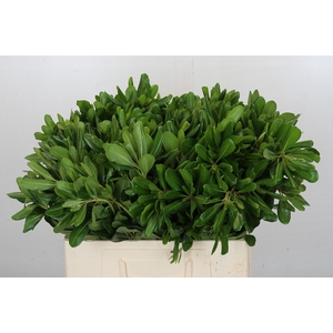 Pittosporum Nurit (Isr)