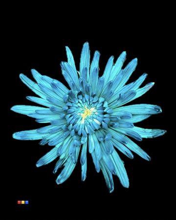 <h4>Chr G Topspin Ocean Green</h4>