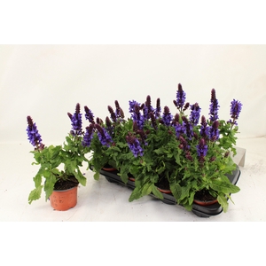SALVIA BLUE MARVEL