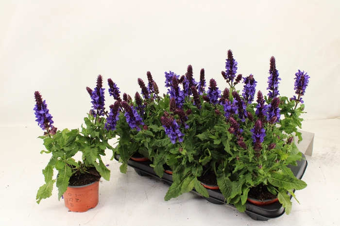 <h4>SALVIA BLUE MARVEL</h4>