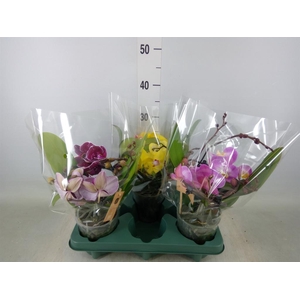 Phalaenopsis  'Muse'   ...mix