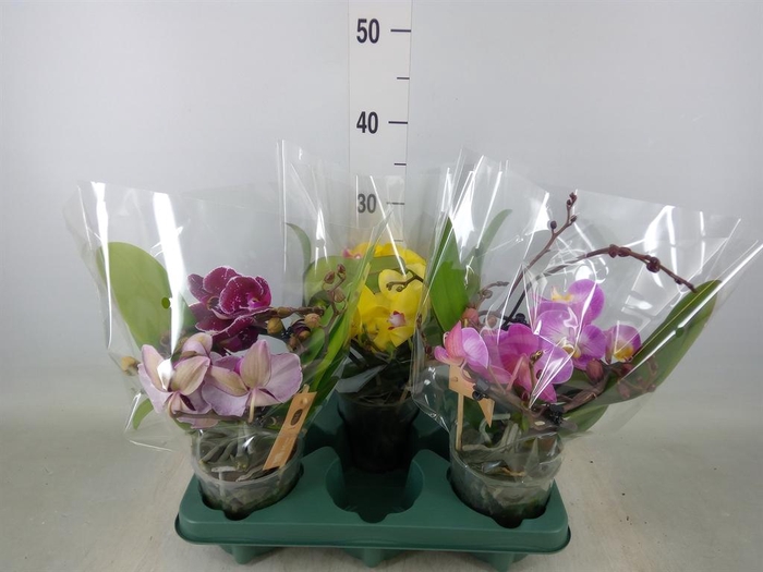 <h4>Phalaenopsis  'Muse'   ...mix</h4>