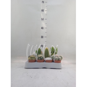 Cactus   ...mix