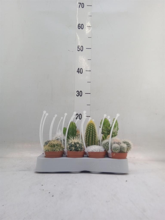 <h4>Cactus ...mix</h4>