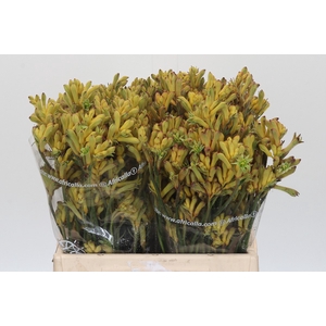 Anigozanthos Cape Aurora