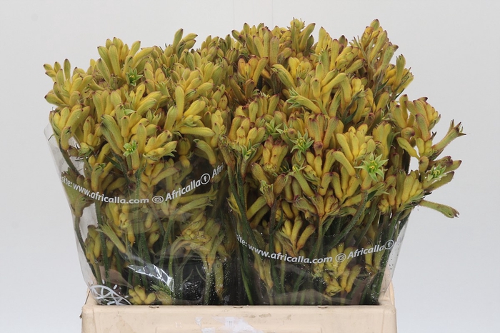 <h4>Anigozanthos Cape Aurora</h4>
