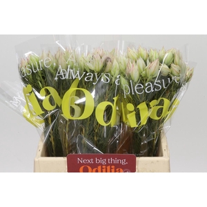 Blushing Bride Ayoba Bridal Star