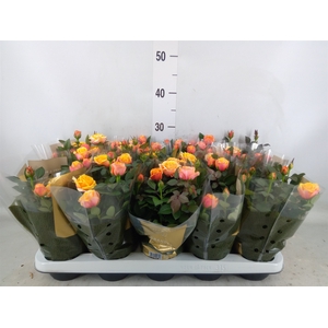 Rosa  'Firebird Kordana Grande'
