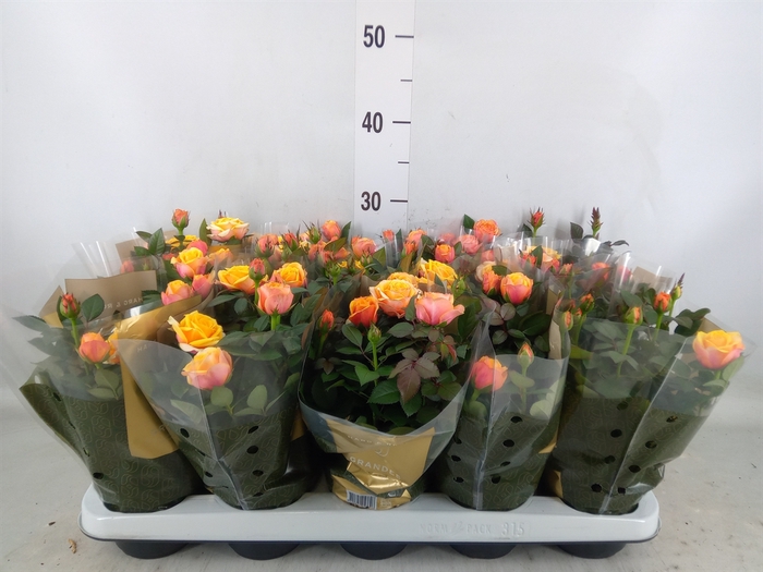 <h4>Rosa  'Firebird Kordana Grande'</h4>