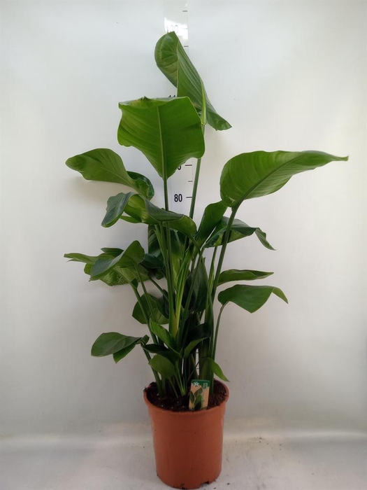 <h4>Strelitzia nicolai</h4>