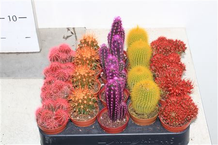 Cactus Ov