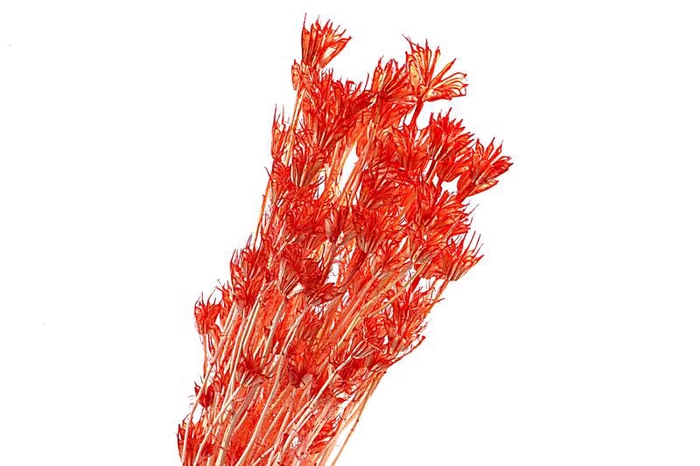 Nigella Orientalis Orange