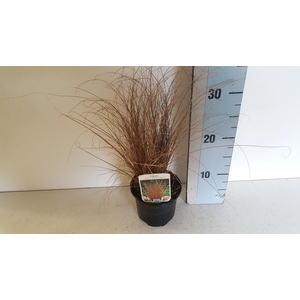 Carex comans Bronze form