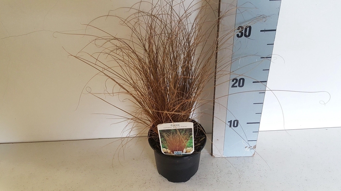 <h4>Carex comans Bronze form</h4>