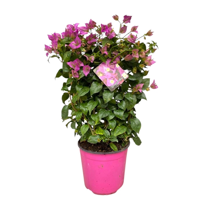 <h4>BOUGAINV SANDERIANA</h4>