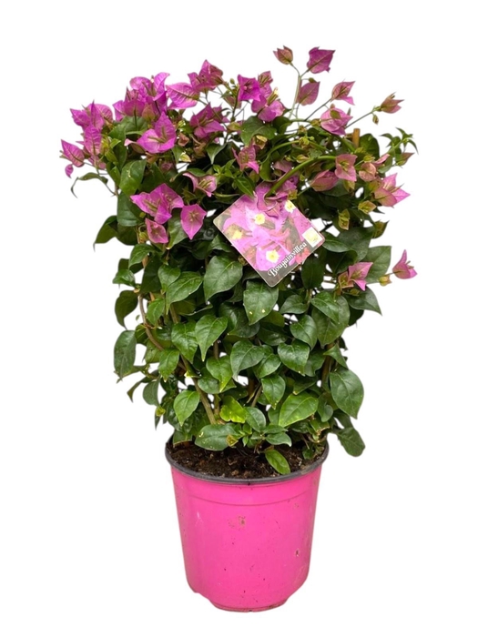 <h4>BOUGAINV SANDERIANA</h4>