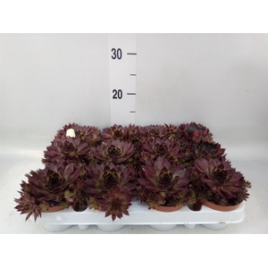 Sempervivum   ...