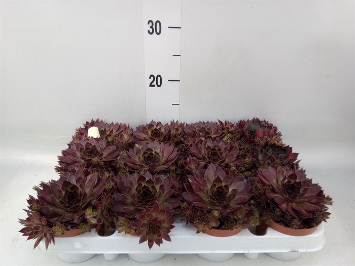 <h4>Sempervivum   ...</h4>