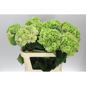Hyd Verena Green Lime Classic