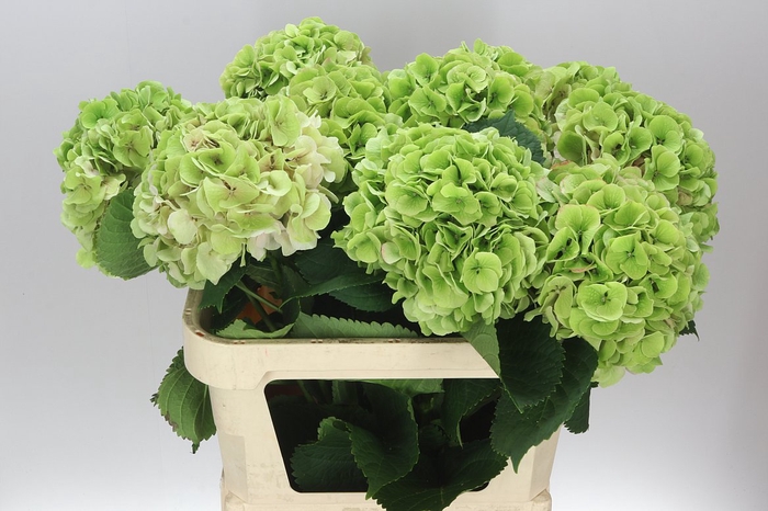 <h4>Hyd Verena Green Lime Classic</h4>