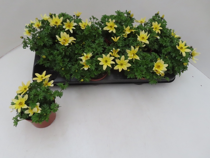 <h4>BID YELLOW CHARM</h4>