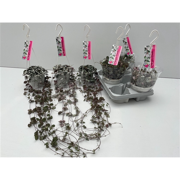 <h4>Ceropegia Mix 14 cm Woodii / Variagata / Silver</h4>