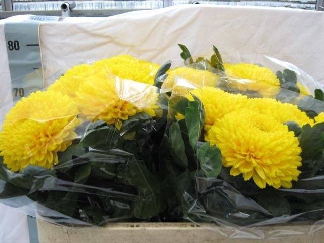 <h4>CHR E MIGOLI ANGEBOT</h4>