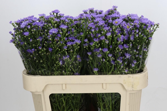 <h4>Aster Cassandra</h4>