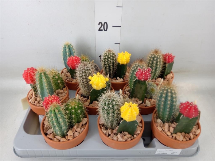 <h4>Arr.  Cactus L%</h4>