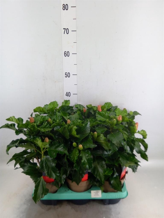 <h4>Hibiscus rosa-sin. 'Jersey'</h4>