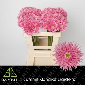 Gerbera MIS 'Firefly'
