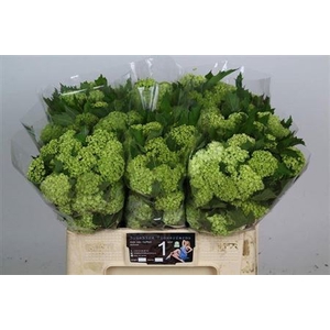 Viburnum Roseum St
