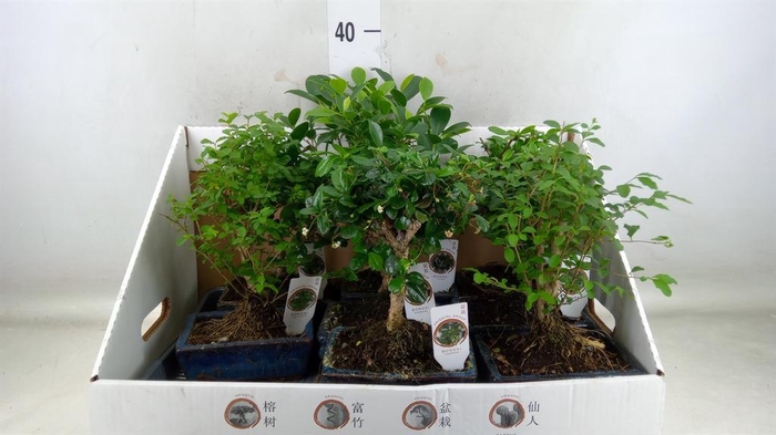 <h4>Bonsai   ...mix</h4>