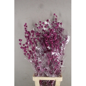 DF Lavatera Bs Met. Erica 120g