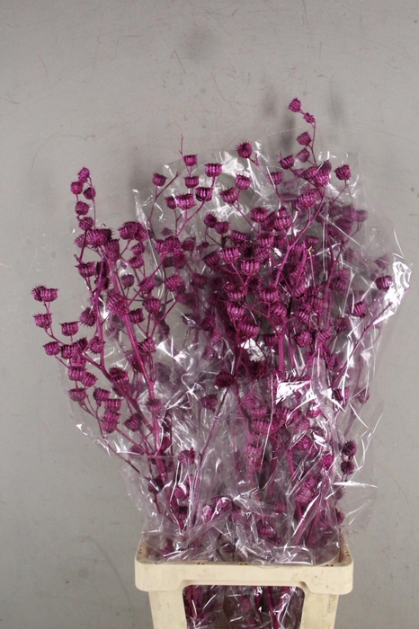 <h4>DF Lavatera Bs Met. Erica 120g</h4>