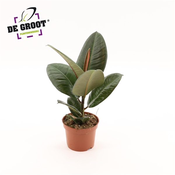 <h4>Ficus elastica 'Robusta'</h4>